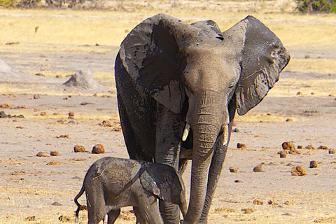 Kasane: 1 day Chobe NP Safari with Boat Cruise and Lunch