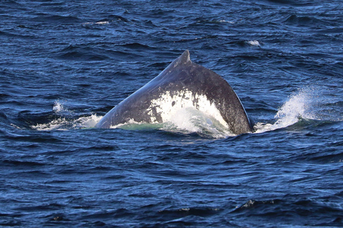 Sydney; Whale Watching