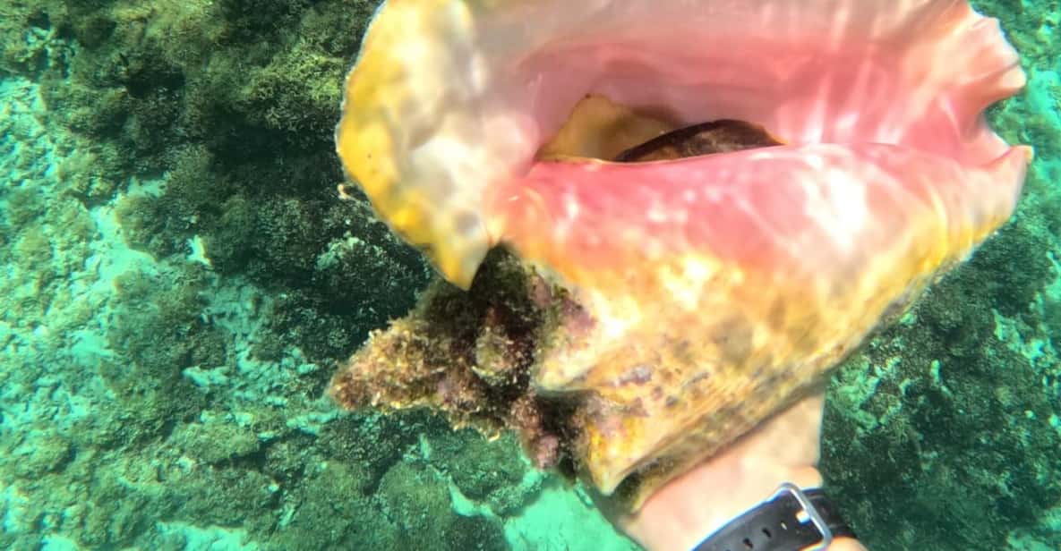 Afbeelding 10 van Guadeloupe: ontdek het natuurreservaat Grand Cul Sac Marin
