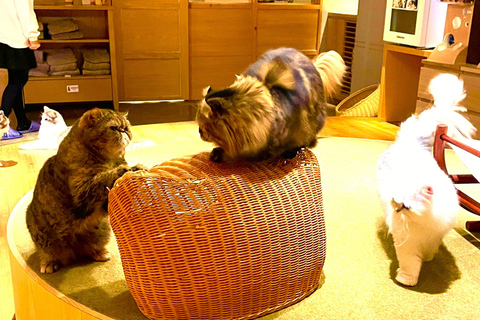 Tokyo: Gotokuji Cat Temple, Shinjuku Cat Cafe & 3D Cat Tour