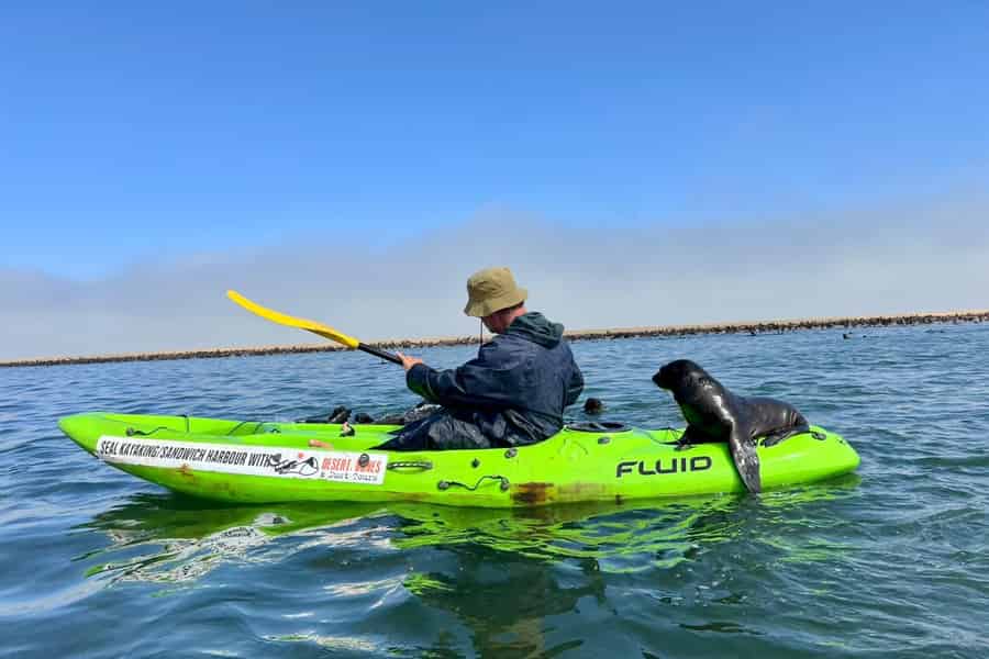 Pelican Point: Seehund- und Kajak-Abenteuer. Foto: GetYourGuide Pelican Point: Seehund- und Kajak-Abenteuer. Foto: GetYourGuide