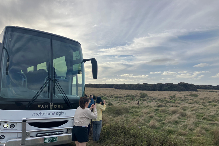 Vanuit Melbourne: Phillip Is Pinguïn Parade &amp; Koala Reservaat