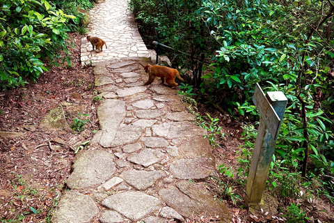 Hong Kong: Lion Rock Ridge Views Guided Hike (4 Hours)