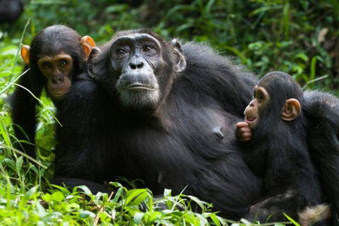 Een 4-daagse chimpansee trektocht in Rwanda