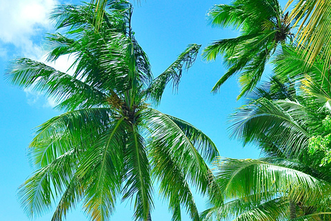 Punta Cana: Saona Island Tour with Lunch and Drinks