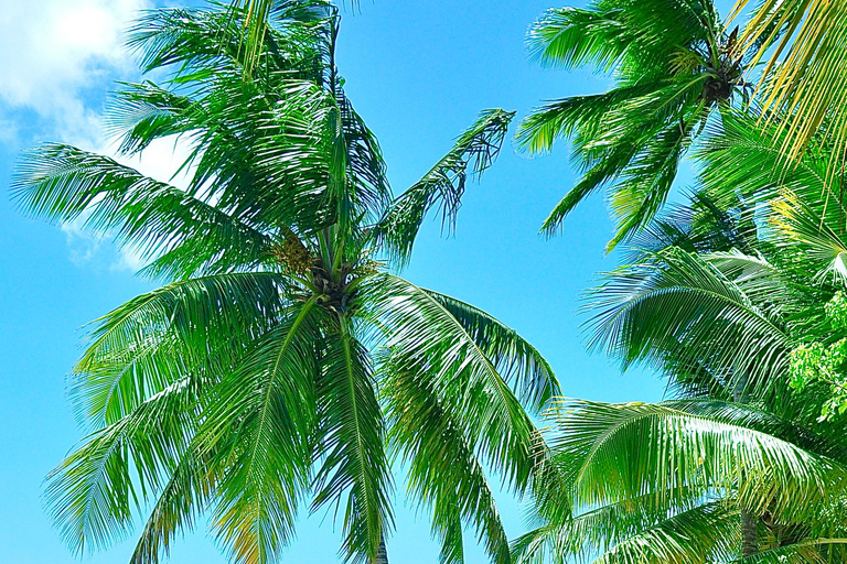 Punta Cana: Saona Island Tour with Lunch and Drinks