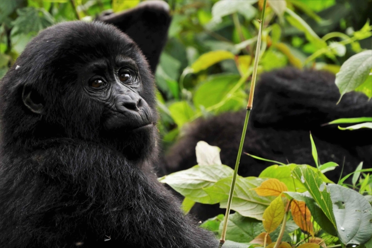 Safari de 6 días para habituar a gorilas y chimpancés