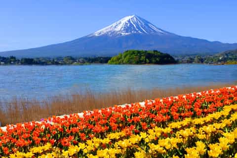 The best Mount Fuji Spring activities - 2026 (Verified Reviews)