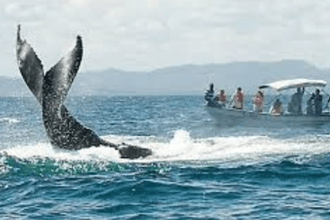 From Punta Cana: Samaná Bay Whale Watching & Waterfall Tour