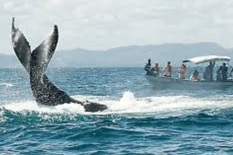 From Punta Cana: Samaná Bay Whale Watching & Waterfall Tour
