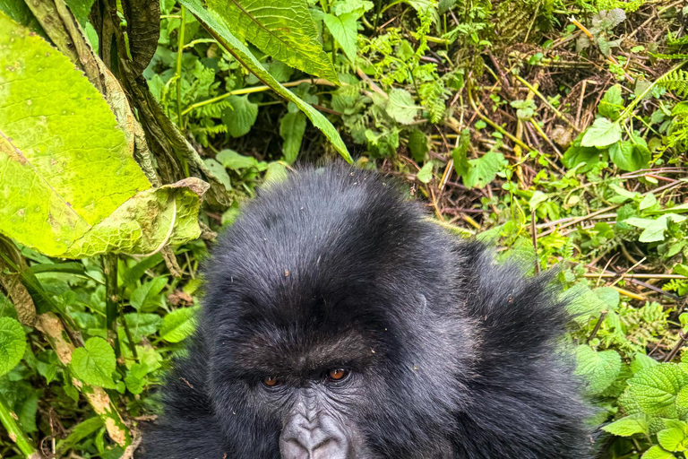 Kigali: tour di 4 giorni tra gorilla e scimpanzéKigali: tour di 4 giorni con trekking tra gorilla e scimpanzé