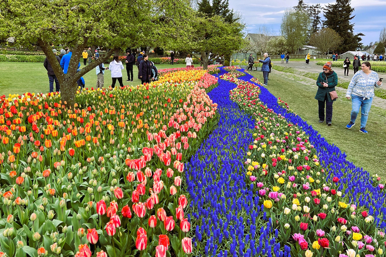 From Seattle: Tour of Skagit Valley Tulip Festival
