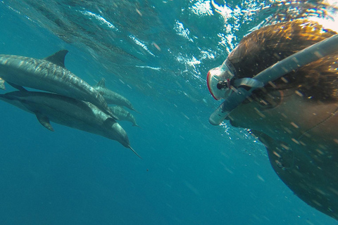 Hurghada: Swim with Dolphins & Full-Day Dolphin House Cruise Full day trip: Pickup from SomaBay & Safaga