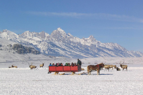 Jackson Hole: National Elk Refuge Sleigh Ride