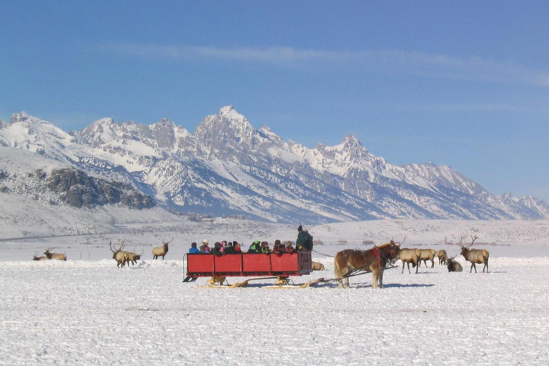 Jackson Hole: National Elk Refuge Sleigh Ride