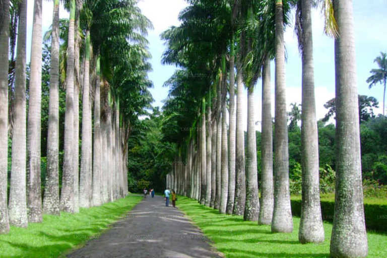 Tour di 4 giorni di Kandy e Nuwara Eliya con tè e paesaggi collinari in Sri Lanka