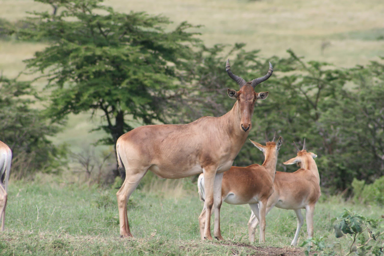 Tarangire National Park: 2-Day Flying Safari