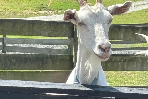 Auckland: Sheepworld, Honey Centre, & Kauri Trail Tour