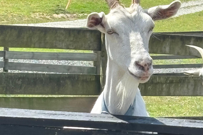 Auckland: Sheepworld, Honey Centre, & Kauri Trail Tour