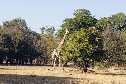 SAFARI EN VOITURE ET PROMENADE À LA RENCONTRE DES RHINOCÉROS