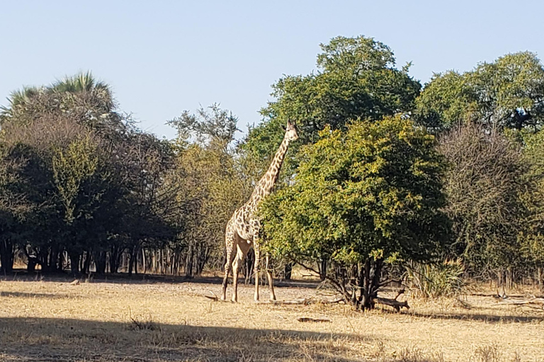 SAFARI GAMEDRIVE & NEUSHOORNWANDELING