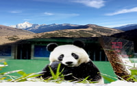 2天山Siguniang+Chengdu的Wolong Panda Tour - Housity