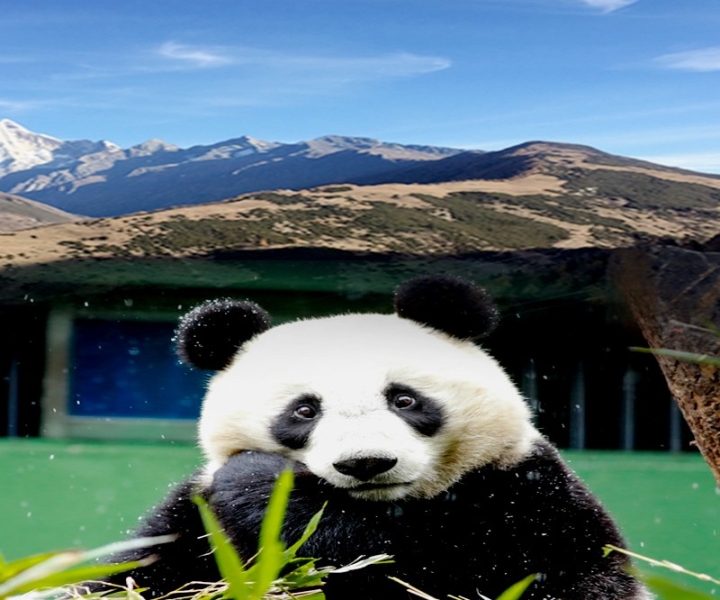 Excursión de 2 días al Monte Siguniang+Panda de Wolong desde Chengdu 2023