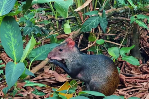 Private Tour in Manaus: Science Forest and Amazonas Theater
