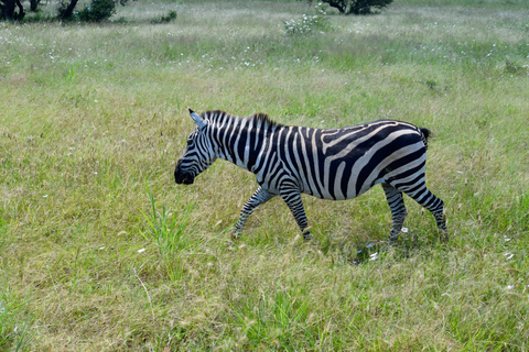 Arusha: Tarangire National Park Day Safari Joining Safari (1-2 People)