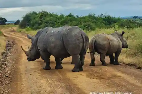 Nairobi: Orfanato de elefantes Sheldrick e 3 horas de safari