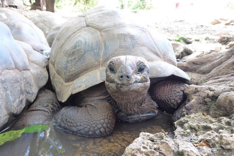 Zanzibar: tour delle piantagioni di spezie, Prison Island con giro in barcaTour privato con servizio di prelievo e rientro in hotel incluso