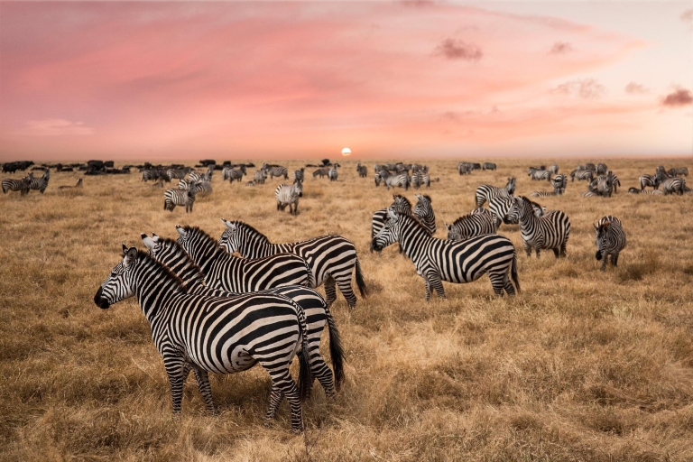Safari Premium de 3 jours de Zanzibar à Serengeti avec vol aller-retour