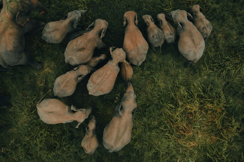 From Kandy: Dambulla to Sigiriya Day Trip By Car Kandy to Sigiriya Day Trip By Car (Private)