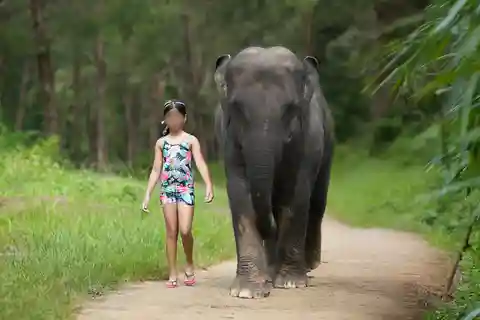 Khao Lak: Bagno con gli elefanti e visita al centro tartarughe