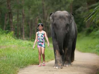Khao Lak: Elephant Bathing and Turtle Center Visit