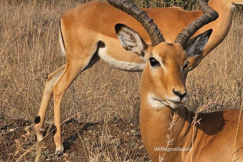 Nairobi National Park Half Day Guided Safaris in 4x4 Vehicle Private Half Day Guided Safaris in 4x4 Open roofed Van