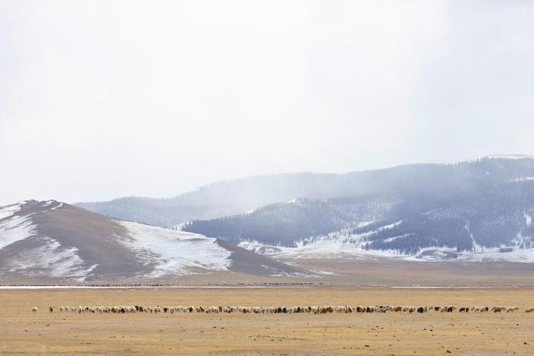 Nomadic Cow Herding Experience tour - 5 Days