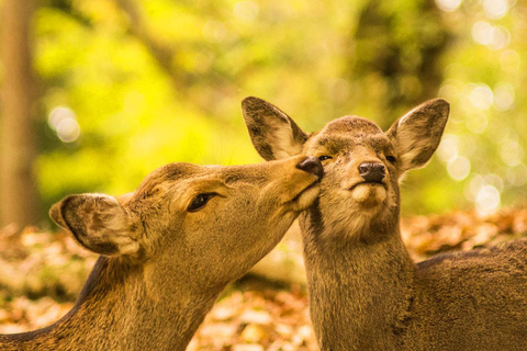A Thousand Years in One Day: Kyoto & Nara Panoramic Tour Osaka Station