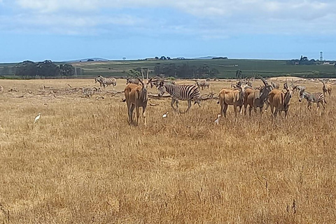 Kapsztad: Safari i całodniowa wycieczka do Winelands