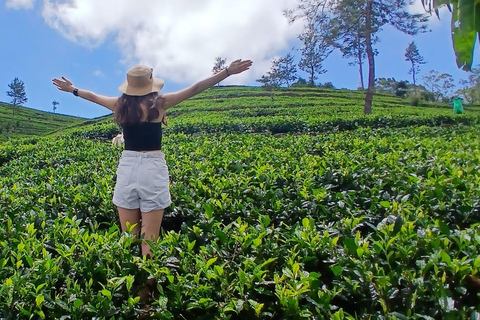 ELLA Lipton Seat Tea Test & Pluck 9Arch, Waterfalls, & Food Lipton's Seat, Little Adam Peak, 9 Arch, Ravana Waterfalls