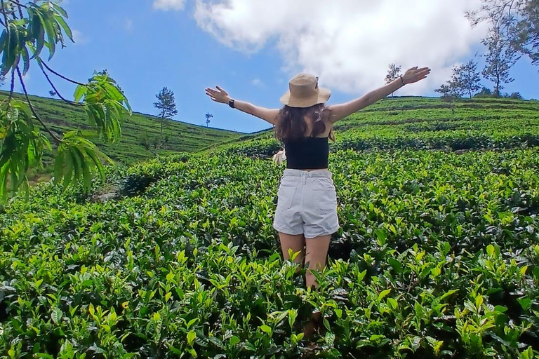 ELLA Lipton Seat Tea Test & Pluck 9Arch, Waterfalls, & Food Lipton's Seat, Little Adam Peak, 9 Arch, Ravana Waterfalls