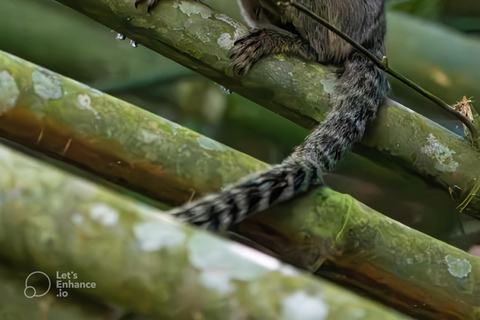 São Paulo & Atlantic Forest: Serra do Mar State Park Tour