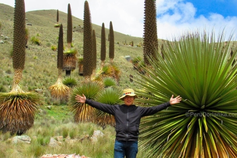 Huaraz: Nevado Pastoruri + Puyas Raymondi bos