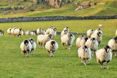 Private: All Creatures Great & Small Tour From York