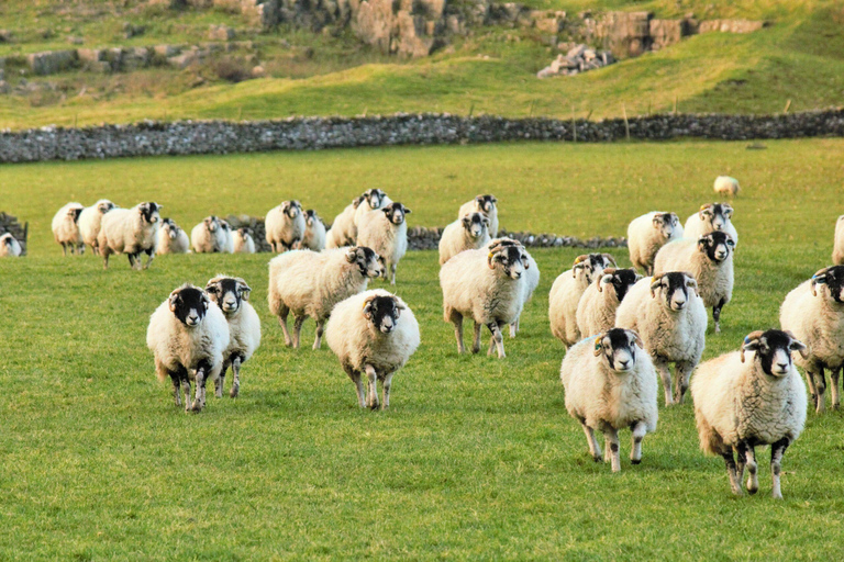 Private: All Creatures Great & Small Tour From York