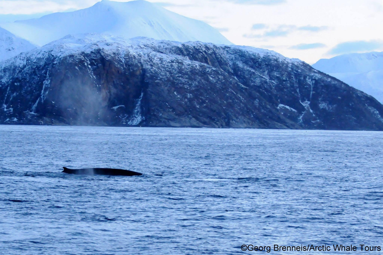 Tromsø: Responsible Whale Watching Cruise Aboard MS Alba