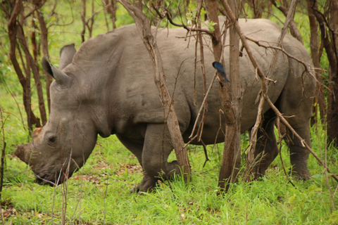 2 Tage Pilanesberg-Nationalpark Luxus-Safari