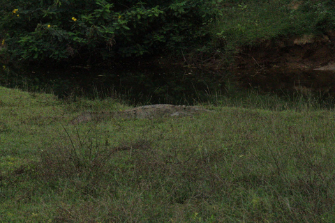 From Arugambay : Yala National Park Safari &amp; Dropoff in Ella