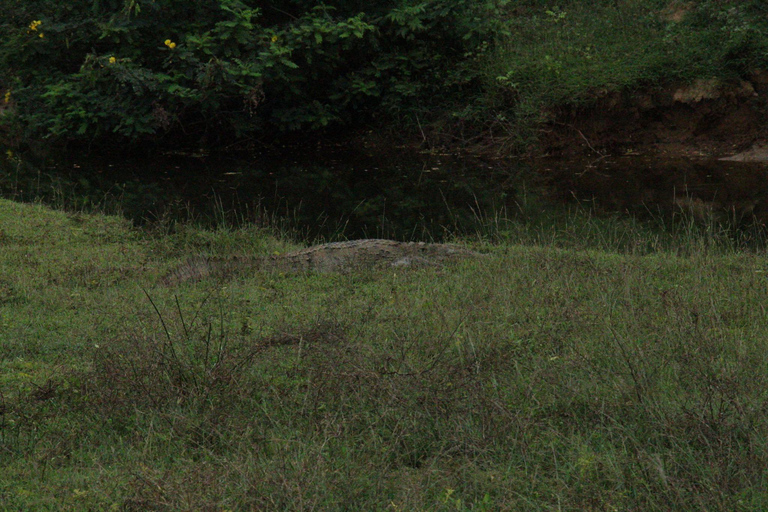 From Arugambay : Yala National Park Safari & Dropoff in Ella