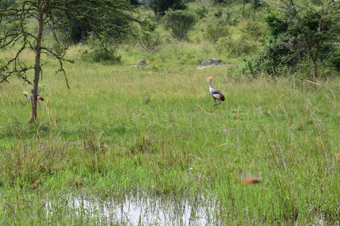 Uganda: Safari de 3 dias com Trekking aos Gorilas